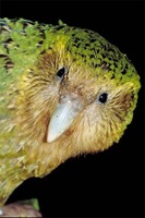 : Strigops habroptilus; Kakapo