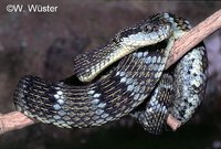 : Bothrops pulcher