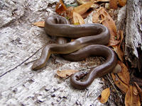 : Charina bottae bottae; Pacific Rubber Boa