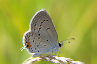 : Everes comyntas; Eastern Tailed Blue Butterfly