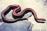 : Lichanura trivirgata gracia; Desert Rosy Boa