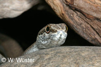 : Psammophis schokari; Sand Snake