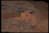 : Varanus gouldii; Sand Monitor Lizard