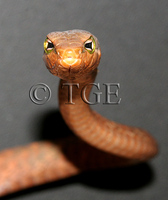 : Xyelodontophis uluguruensis; Dagger-tooth Vine Snake
