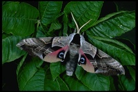 : Smerinthus cerisyi; Cerisy Sphinx Moth