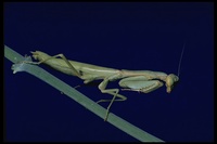 : Stagmomantis carolina; Carolina Mantis