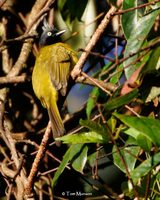 Black-crested Bulbul