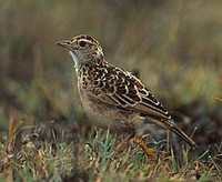 Ethiopia has some rare larks, including the restricted-range Sidamo (Long-clawed) Lark  (János O...