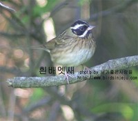 흰배멧새 Tristram's Bunting