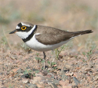 Little Ringed Plover