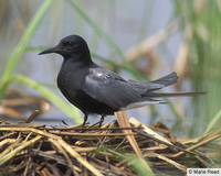 Black Tern, Chlidonias niger adult, breeding plumage