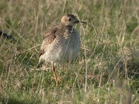 Upland Sandpiper