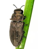 Anthaxia quadripunctata