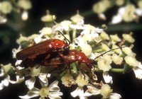 Rhagonycha fulva