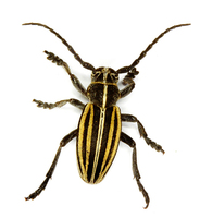 Dorcadion scopolii