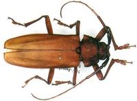 Strongylaspis corticaria