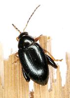 Psylliodes chrysocephalus - Rape Flea beetle