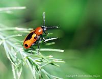 Crioceris quinquepunctata