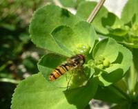 Episyrphus balteatus - Marmelade Fly