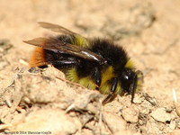 Bombus pyrenaeus