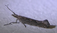 Plutella xylostella - Diamond-back Moth