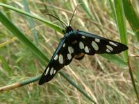 Amata phegea - The Nine-spotted