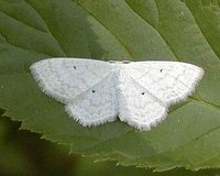 Scopula immutata - Lesser Cream Wave