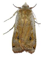 Noctua pronuba - Large Yellow Underwing