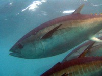 Thunnus maccoyii, Southern bluefin tuna: fisheries, aquaculture, gamefish