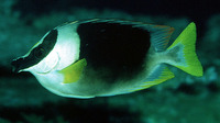 Siganus magnificus, Magnificent rabbitfish: aquarium