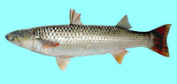 Mugil soiuy, So-iuy mullet: fisheries, aquaculture
