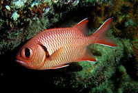 Myripristis murdjan, Pinecone soldierfish: fisheries, aquarium