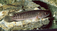 Ctenopoma multispine, Manyspined ctenopoma: aquarium, bait