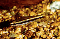 Nannostomus marilynae, Greenstripe pencilfish: aquarium