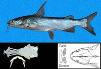 Cathorops steindachneri, Steindachner's sea catfish: fisheries