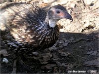 yellow-necked francolin Francolinus leucoscepus