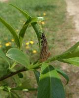 Sialis lutaria - Alderfly