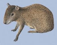 Image of: Dasyprocta coibae (Coiban agouti)