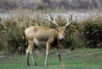 Image of: Elaphurus davidianus (Pere David's deer)