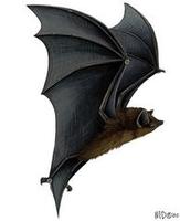 Image of: Thyroptera discifera (Peter's disk-winged bat)