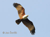 Haliastur indus - Brahminy Kite