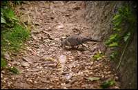 Zenaida macroura - Mourning Dove