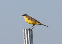 Motacilla flava - Yellow Wagtail