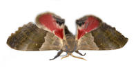 Image of: Pachysphinx modesta (modest sphinx, poplar sphinx)