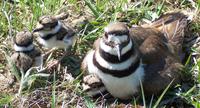 Image of: Charadrius vociferus (killdeer)