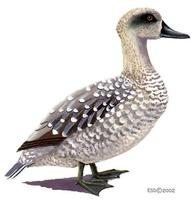 Image of: Marmaronetta angustirostris (marbled teal)