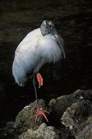 Image of: Mycteria americana (wood stork)