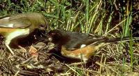 Image of: Pipilo erythrophthalmus (eastern towhee)