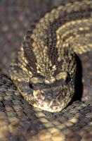 Crotalus durissus - Neotropical Rattlesnake