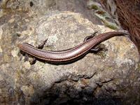 Chalcides sexlineatus